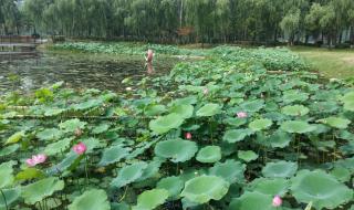 微山湖红荷湿地灯会烟花秀时间 微山湖红荷湿地